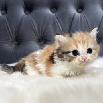 ミヌエット(長足)【鹿児島県・女の子・2025年11月4日・キャリコ】の写真「💕優しいお顔の女の子」