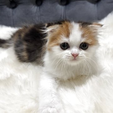 スコティッシュフォールド(折れ耳)【鹿児島県・女の子・2025年5月20日・キャリコ】の写真「💞人懐こい遊ぶの大好き可愛い女の子🐈」