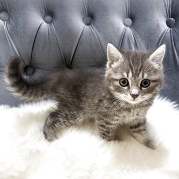 マンチカン(長足)【鹿児島県・男の子・2025年10月3日・ブルータビー】の写真「💕 遊ぶの大好きな男の子🐈総額16万」