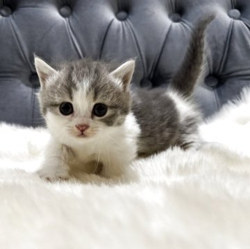 マンチカン(短足)【鹿児島県・男の子・2025年10月3日・ブルー&ホワイト】の写真「💕 極短足ぼく🐾 歩く姿がたまらない😍」