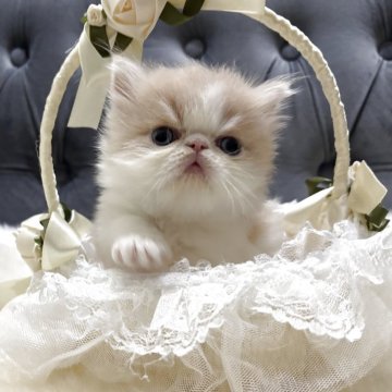 エキゾチックロングヘア【鹿児島県・男の子・2025年11月21日・クリーム&ホワイト（ロング）】の写真「💕ふわふわお顔可愛い男の子😊💕🎶」