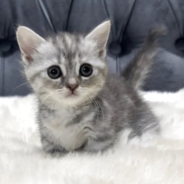 マンチカン(短足)【鹿児島県・女の子・2025年9月26日・シルバータビー】の写真「💕お可愛い女の子♪」