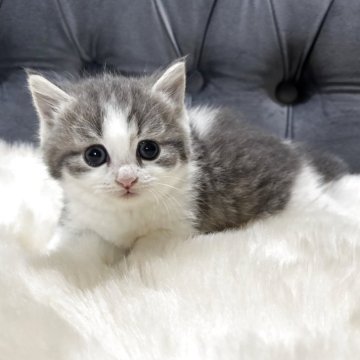 マンチカン(短足)【鹿児島県・女の子・2025年10月3日・ブルー&ホワイト】の写真「💕 一目惚れ間違いなしの可愛さ🐾」