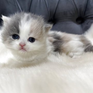 マンチカン(短足)【鹿児島県・女の子・2025年11月17日・ダイリュートキャリコ】の写真「🐾一目惚れ間違いなしの可愛さ💞」