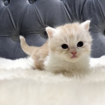 マンチカン(短足)【鹿児島県・男の子・2025年9月26日・クリーム&ホワイト】の写真「💕激カワ極短足なぼく♪」