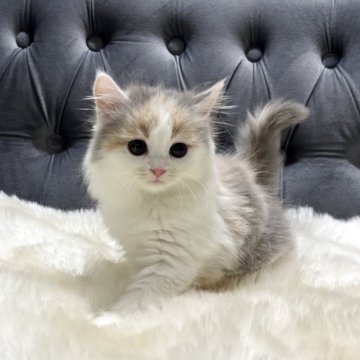 ミヌエット(長足)【鹿児島県・女の子・2025年7月7日・ダイリュートキャリコ】の写真「💕やさしいお顔美猫ちゃん👧」