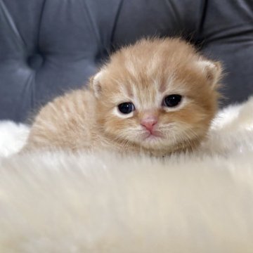 スコティッシュフォールド(折れ耳)【鹿児島県・男の子・2025年11月19日・レッドタビー】の写真「💞お顔可愛い男の子🐈」