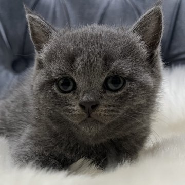 ブリティッシュショートヘア【鹿児島県・女の子・2025年2月28日・ブルー】の写真「💕美猫ちゃん」
