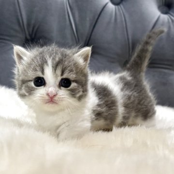 マンチカン(短足)【鹿児島県・女の子・2025年10月3日・ブルー&ホワイト】の写真「💕 極短足のあたち🐾一目惚れ間違いなしの可愛さ」