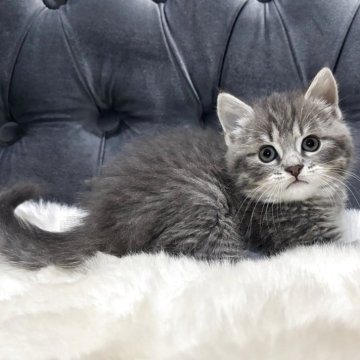 マンチカン(長足)【鹿児島県・男の子・2025年10月3日・ブルータビー】の写真「💕 遊ぶの大好きな男の子🐈」