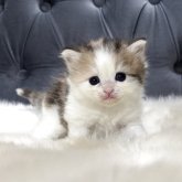 ミヌエット(長足)