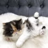 エキゾチックショートヘア