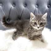 マンチカン(長足)