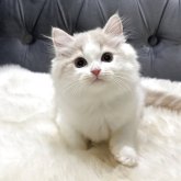 ミヌエット(長足)