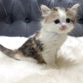 ミヌエット(長足)