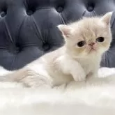エキゾチックショートヘア