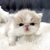 エキゾチックロングヘア