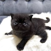 エキゾチックショートヘア