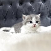 マンチカン(短足)