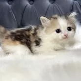 ミヌエット(長足)