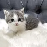 マンチカン(短足)