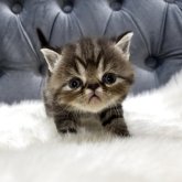 エキゾチックショートヘア