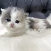 マンチカン(短足)