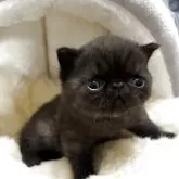 エキゾチックショートヘア