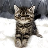 エキゾチックショートヘア