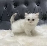 ミヌエット(長足)【鹿児島県・女の子・2024年12月8日・ダイリュートキャリコ】の写真1