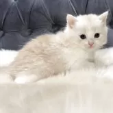 マンチカン(長足)