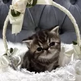 エキゾチックショートヘア