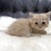 マンチカン(短足)