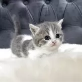 マンチカン(短足)