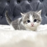 マンチカン(短足)