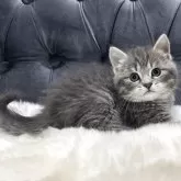 マンチカン(長足)