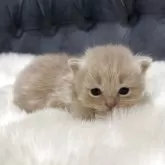 マンチカン(短足)