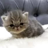 エキゾチックショートヘア