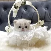 エキゾチックショートヘア【鹿児島県・男の子・2025年11月21日・クリーム&ホワイト】の写真2