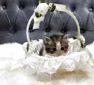 ミヌエット(長足)【鹿児島県・男の子・2025年11月4日・ブラウンタビー&ホワイト】の写真2