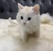 マンチカン(長足)【鹿児島県・女の子・2025年9月26日・クリーム&ホワイト】の写真2