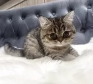 スコティッシュフォールド(立ち耳)【鹿児島県・女の子・2025年5月20日・ブラウンタビー】の写真2