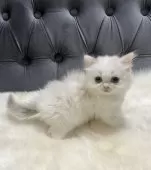 ミヌエット(長足)【鹿児島県・女の子・2024年12月8日・ダイリュートキャリコ】の写真2