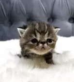 エキゾチックショートヘア【鹿児島県・男の子・2025年11月16日・ブラウンタビー】の写真3