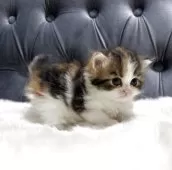 スコティッシュフォールド(立ち耳)【鹿児島県・女の子・2025年5月20日・キャリコ】の写真3