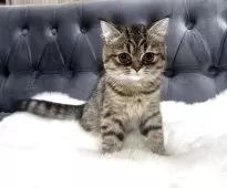 スコティッシュフォールド(立ち耳)【鹿児島県・女の子・2025年5月20日・ブラウンタビー】の写真4