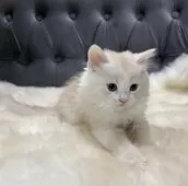 マンチカン(長足)【鹿児島県・女の子・2025年9月26日・クリーム&ホワイト】の写真4