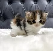 スコティッシュフォールド(立ち耳)【鹿児島県・女の子・2025年5月20日・キャリコ】の写真4