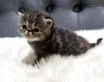 エキゾチックショートヘア【鹿児島県・男の子・2025年11月16日・ブラウンタビー】の写真4