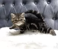 エキゾチックショートヘア【鹿児島県・女の子・2025年6月10日・ブラウンタビー】の写真4